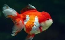 獅子頭金魚是什么？獅子頭金魚如何挑選？