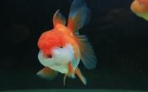 獅子頭金魚(yú)怎么養(yǎng)？獅子頭金魚(yú)的品種