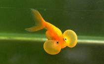 水泡金魚是什么魚？水泡金魚的特征