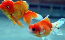 水泡金魚(yú)怎么養(yǎng)？水泡金魚(yú)的飼養(yǎng)方法