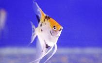 天使魚怎么養(yǎng)？天使魚有什么品種？