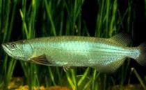 星點龍魚的簡介-星點龍魚如何繁殖？