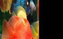 血鸚鵡魚怎么養(yǎng)？血鸚鵡魚的養(yǎng)殖環(huán)境