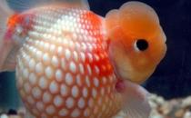 珍珠金魚的簡介-珍珠金魚如何繁殖？