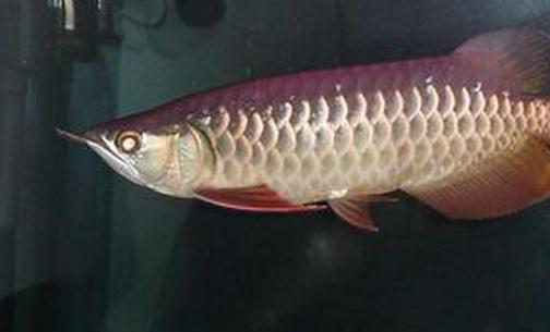 寶石龍魚的簡介-寶石龍魚價(jià)格如何？