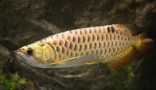 背金龍魚的簡(jiǎn)介-背金龍魚的體型特征