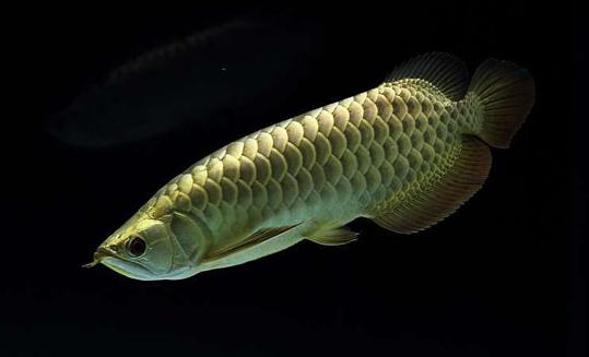 背金龍魚怎么養(yǎng)？背金龍魚的飼養(yǎng)環(huán)境