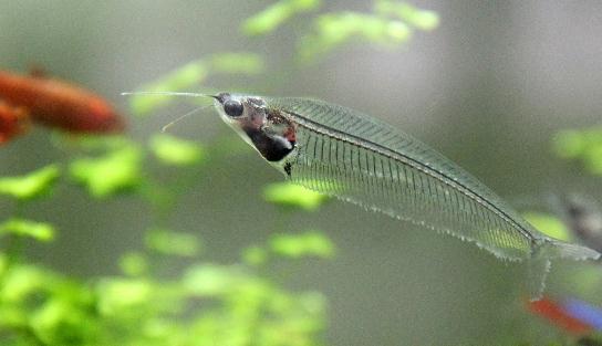 玻璃貓魚的簡介-玻璃貓的外形特征