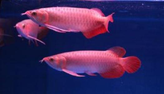 帝王辣椒紅龍魚怎么養(yǎng)？帝王辣椒紅龍魚如何挑選？