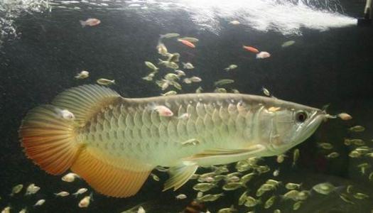 高背寶石龍魚(yú)的簡(jiǎn)介-高背寶石龍魚(yú)的欣賞價(jià)值