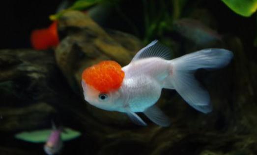 鶴頂紅金魚的簡介-鶴頂紅金魚的外形特征