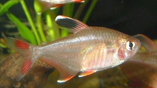 黑裙魚(yú)的簡(jiǎn)介-黑裙魚(yú)的體型特征