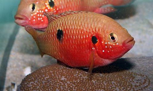 紅寶石魚(yú)的簡(jiǎn)介-紅寶石魚(yú)的品種