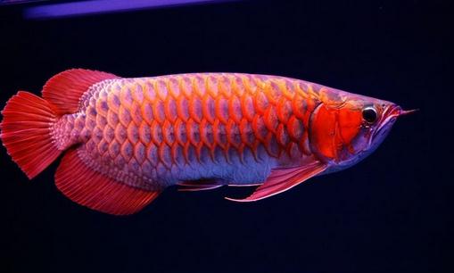 紅辣椒龍魚的簡介-紅辣椒龍魚的特征