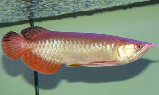 紅尾金龍魚怎么養(yǎng)？紅尾金龍魚的價(jià)格