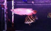 寶石龍魚怎么養(yǎng)？寶石龍魚的常見病
