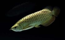 背金龍魚(yú)怎么養(yǎng)？背金龍魚(yú)的飼養(yǎng)環(huán)境