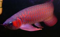 帝王辣椒紅龍魚的簡(jiǎn)介-帝王辣椒紅龍魚的價(jià)格