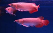 帝王辣椒紅龍魚怎么養(yǎng)？帝王辣椒紅龍魚如何挑選？