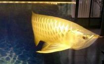 高背寶石龍魚怎么養(yǎng)？高背寶石龍魚魚缸擺放位置