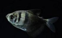 黑裙魚怎么養(yǎng)？黑裙魚的常見病