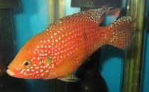 紅寶石魚怎么養(yǎng)？紅寶石魚如何繁殖？