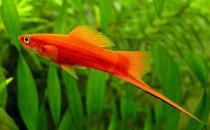 紅劍魚怎么養(yǎng)？紅劍魚的飼養(yǎng)環(huán)境
