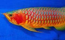紅辣椒龍魚(yú)怎么養(yǎng)？紅辣椒龍魚(yú)養(yǎng)殖方法