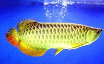 紅尾金龍魚(yú)的簡(jiǎn)介-紅尾金龍魚(yú)的特征