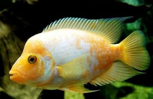 火鶴魚(yú)的簡(jiǎn)介-火鶴魚(yú)的養(yǎng)殖環(huán)境