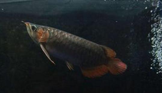 尖嘴青龍魚的品相標準-尖嘴青龍魚怎么養(yǎng)？