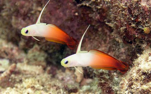 雷達(dá)魚怎么養(yǎng)？雷達(dá)魚的壽命