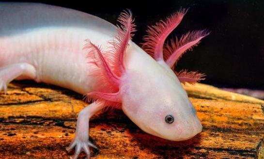六角恐龍魚(yú)吃什么？六角恐龍魚(yú)怎么養(yǎng)？
