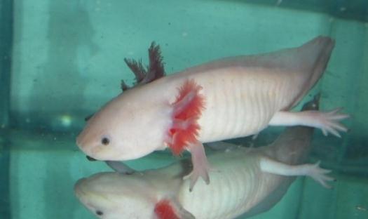 六角龍魚吃什么？六角龍魚怎么養(yǎng)？