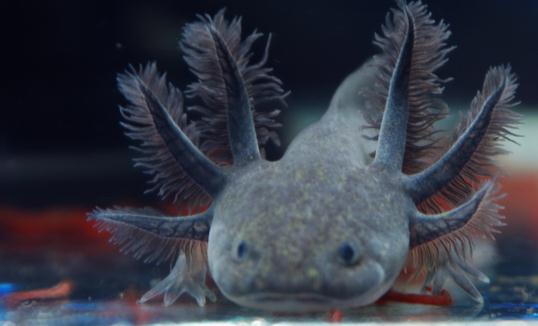 六角龍魚(yú)的魚(yú)缸怎么布置？六角龍魚(yú)的簡(jiǎn)介