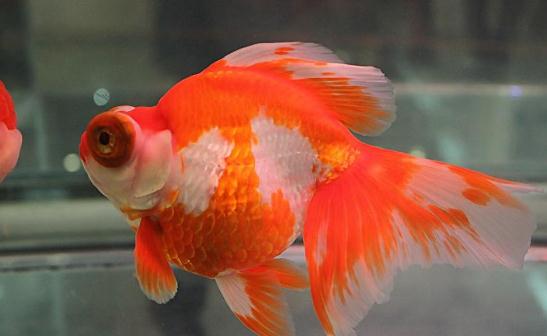 龍睛金魚怎么挑選？龍睛金魚怎么養(yǎng)？