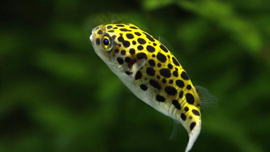潛水艇魚怎么養(yǎng)？潛水艇魚選魚技巧
