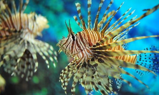 獅子魚怎么養(yǎng)？獅子魚的生存環(huán)境