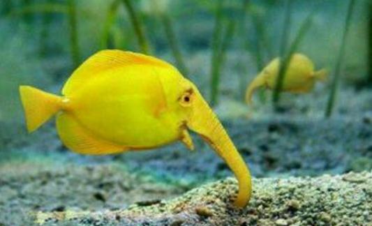 象鼻魚(yú)的簡(jiǎn)介-象鼻魚(yú)的品種