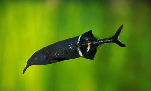 象鼻魚怎么養(yǎng)？象鼻魚的特征