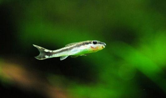 小精靈魚(yú)怎么養(yǎng)？小精靈魚(yú)的飼養(yǎng)方式