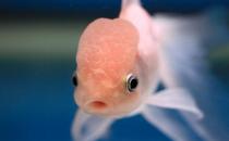 火鶴魚怎么養(yǎng)？火鶴魚的體型特征