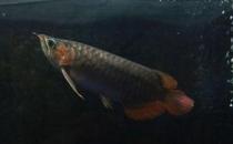 尖嘴青龍魚的品相標準-尖嘴青龍魚怎么養(yǎng)？
