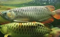 尖嘴青龍魚的生存環(huán)境-尖嘴青龍魚的是什么？