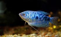 藍(lán)龍魚的生存環(huán)境-藍(lán)龍魚的簡(jiǎn)介