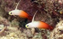 雷達(dá)魚怎么養(yǎng)？雷達(dá)魚的壽命