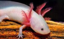 六角恐龍魚吃什么？六角恐龍魚怎么養(yǎng)？