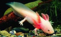 六角恐龍魚(yú)的體型特征-六角恐龍魚(yú)的簡(jiǎn)介