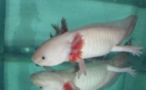 六角龍魚吃什么？六角龍魚怎么養(yǎng)？