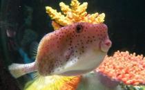 木瓜魚怎么養(yǎng)？木瓜魚的飼養(yǎng)環(huán)境